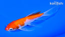 5.25" KOHAKU BUTTERFLY