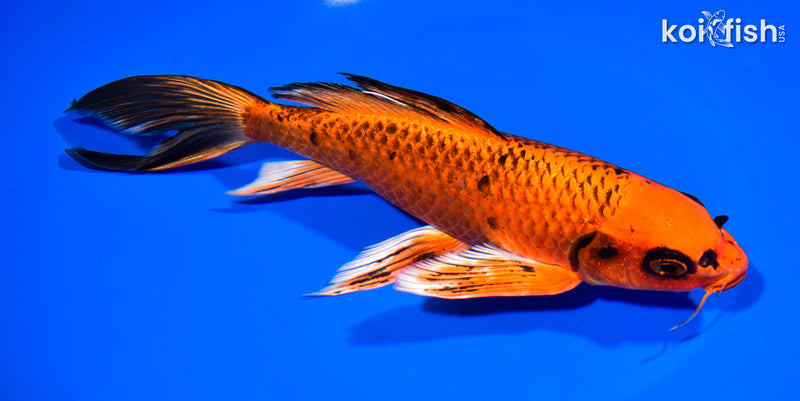 8.25" ORENJI MATSUBA BUTTERFLY