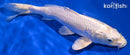 9.75" PLATINUM OGON