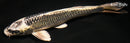 7.75" GINGA