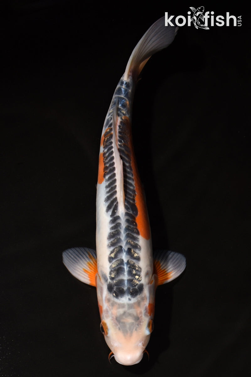 12.25" HI SHUSUI