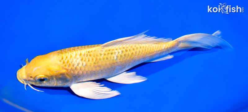 8.5" LEMON HARIWAKE BUTTERFLY