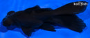 5.25" TELESCOPE FANTAIL GOLDFISH