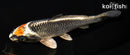 6.5" BENI GINGA