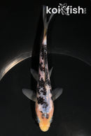 6" SHIRO UTSURI