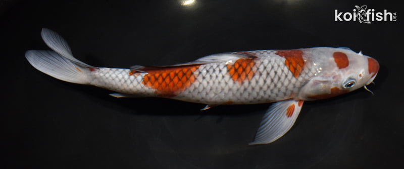 11" MARUTEN OCHIBA SHIGURE