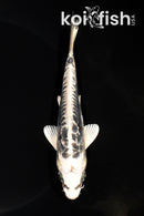 5.5" ARAGOKE KIKOKURYU