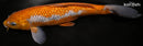 10" GINRIN METALLIC OCHIBA SHIGURE