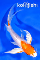7.5" KIKUSUI BUTTERFLY