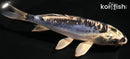 6.5" KIKOKURYU