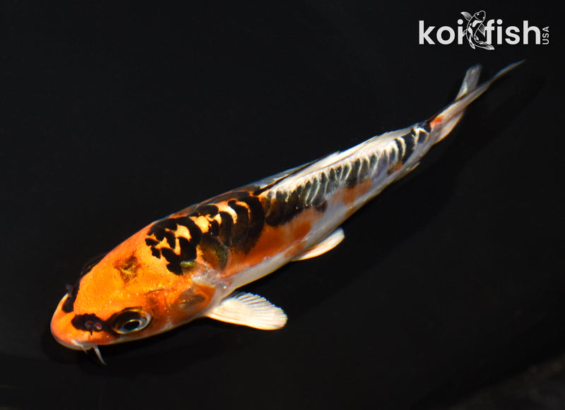 5.5" ARAGOKE BENI KIKOKURYU
