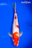 12.75" KOHAKU
