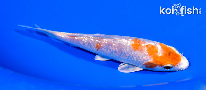 5.25" GINRIN HARIWAKE