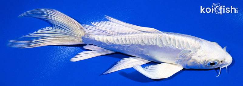 5.75" ARAGOKE PLATINUM OGON BUTTERFLY