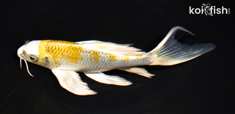 7.75" KUJAKU BUTTERFLY