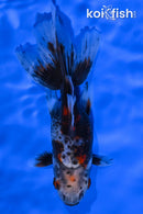 5.25" CALICO ORANDA GOLDFISH