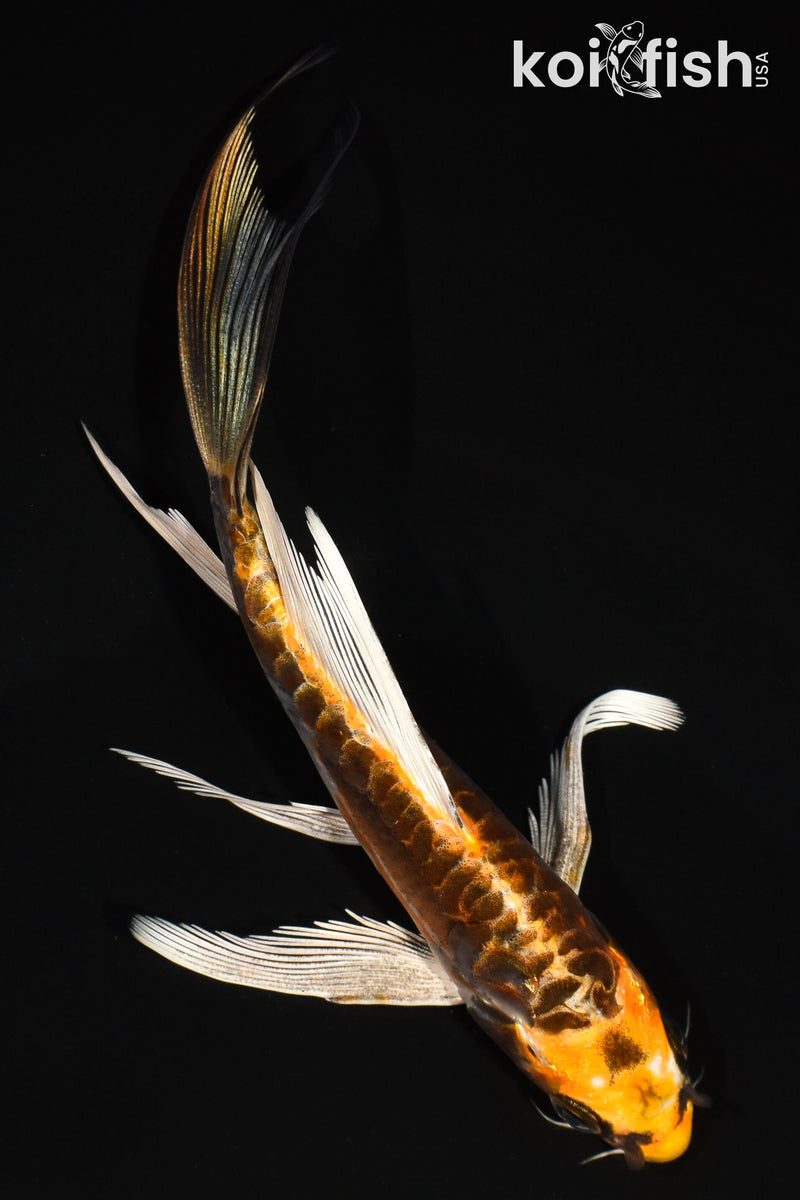 6" BENI KIKOKURYU BUTTERFLY