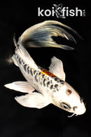 7.75" ARAGOKE KUJAKU BUTTERFLY