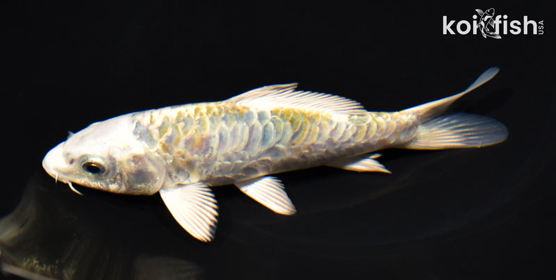 6" ARAGOKE HEISEI NISHIKI