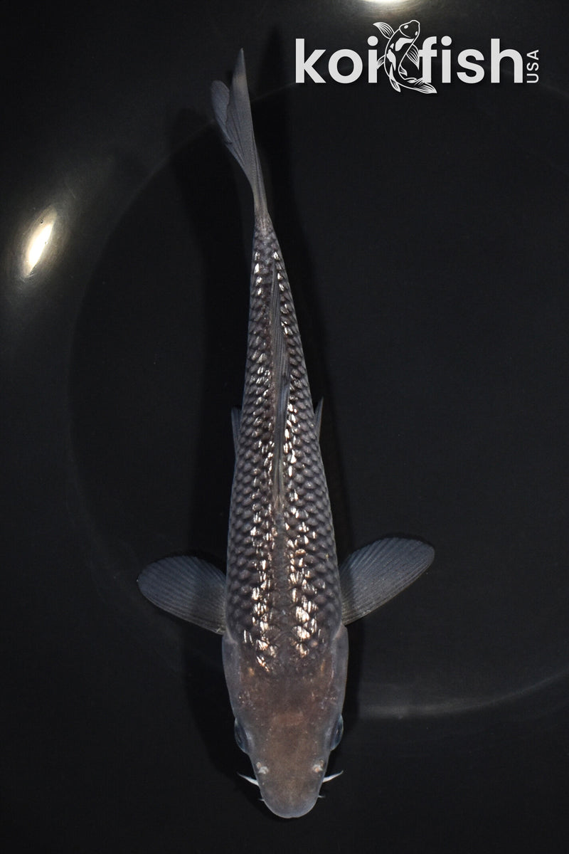 6.75" GINRIN SORAGOI