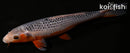 10.5" ASAGI