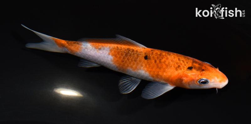 5.25" GOROMO