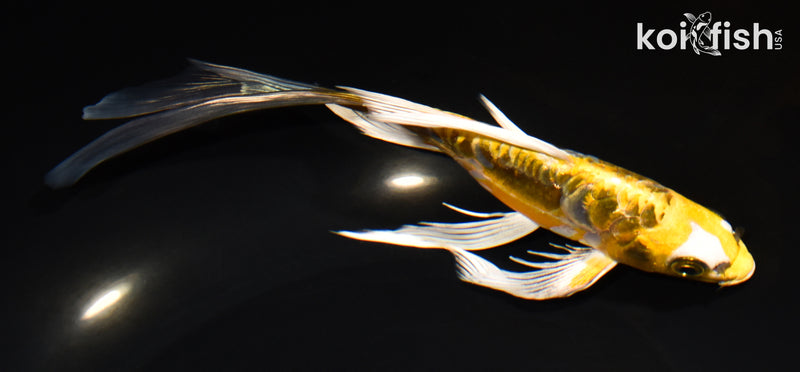7.75" ARAGOKE KIN KIKOKURYU BUTTERFLY