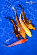PACK OF (5) 4-5" STANDARD KOI
