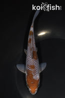 6.75" OCHIBA SHIGURE