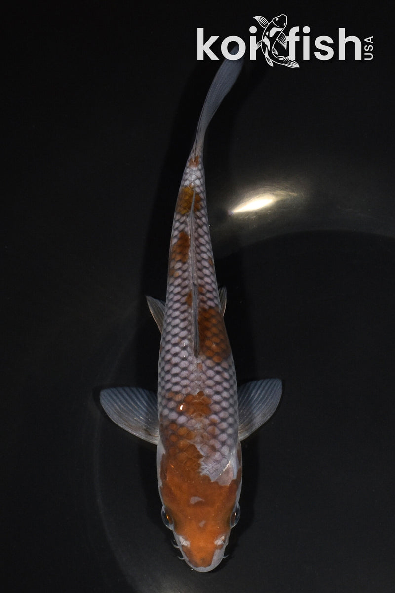 6.75" OCHIBA SHIGURE