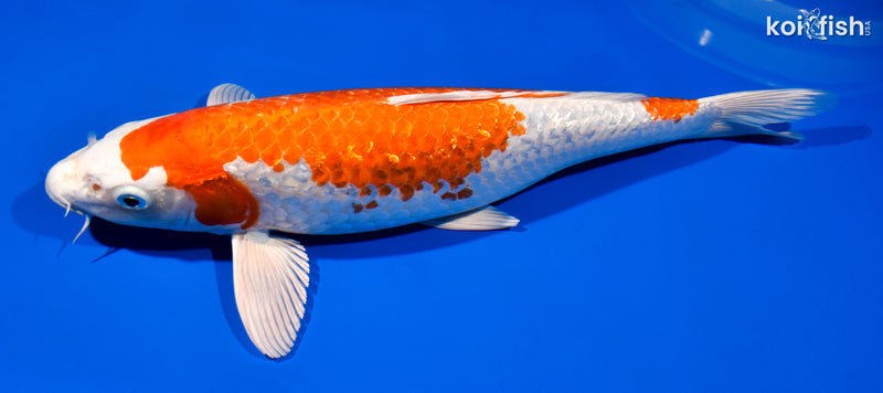 14.75" GINRIN HARIWAKE