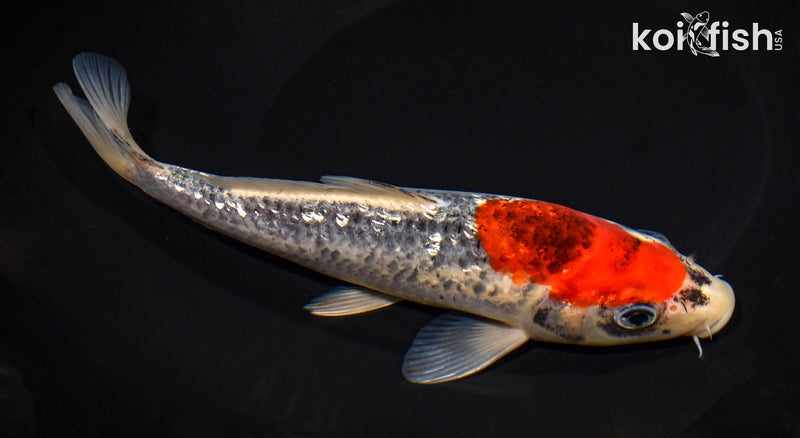 8.25" GINRIN GOSHIKI