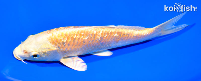 7" GINRIN YAMABUKI OGON