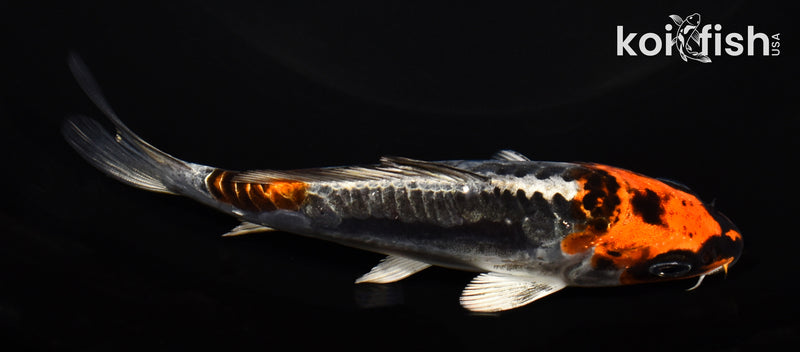 5" BENI KIKOKURYU
