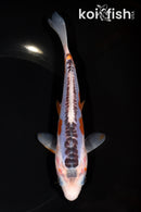 7" SHUSUI