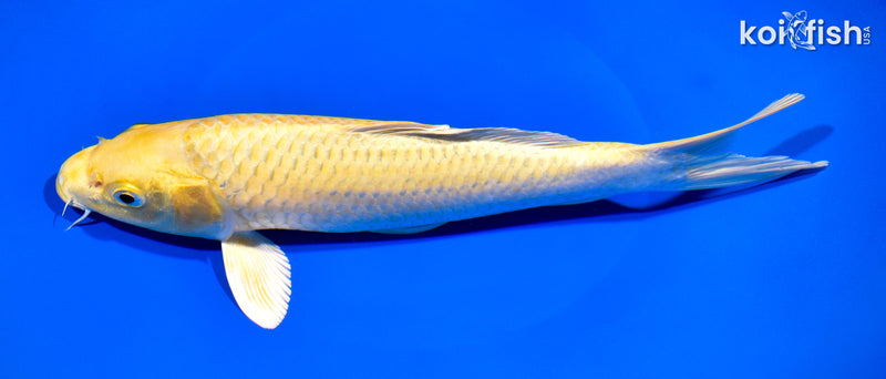 9.75" YAMABUKI OGON
