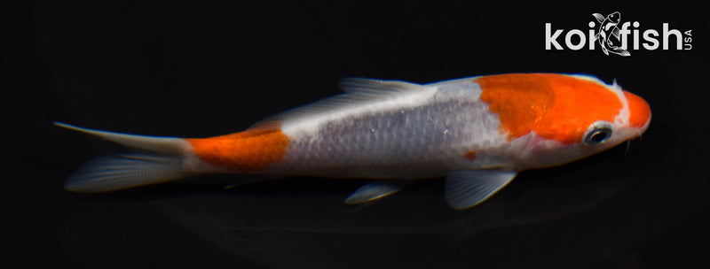 4" GOROMO