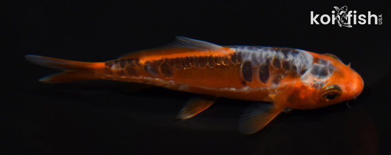 4" HI SHUSUI