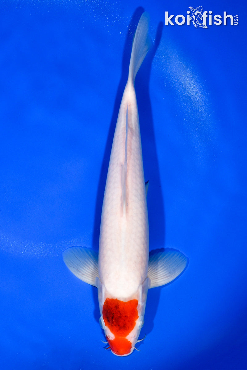 12.25" GOROMO