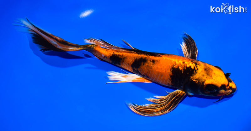 10" KIN HI UTSURI BUTTERFLY
