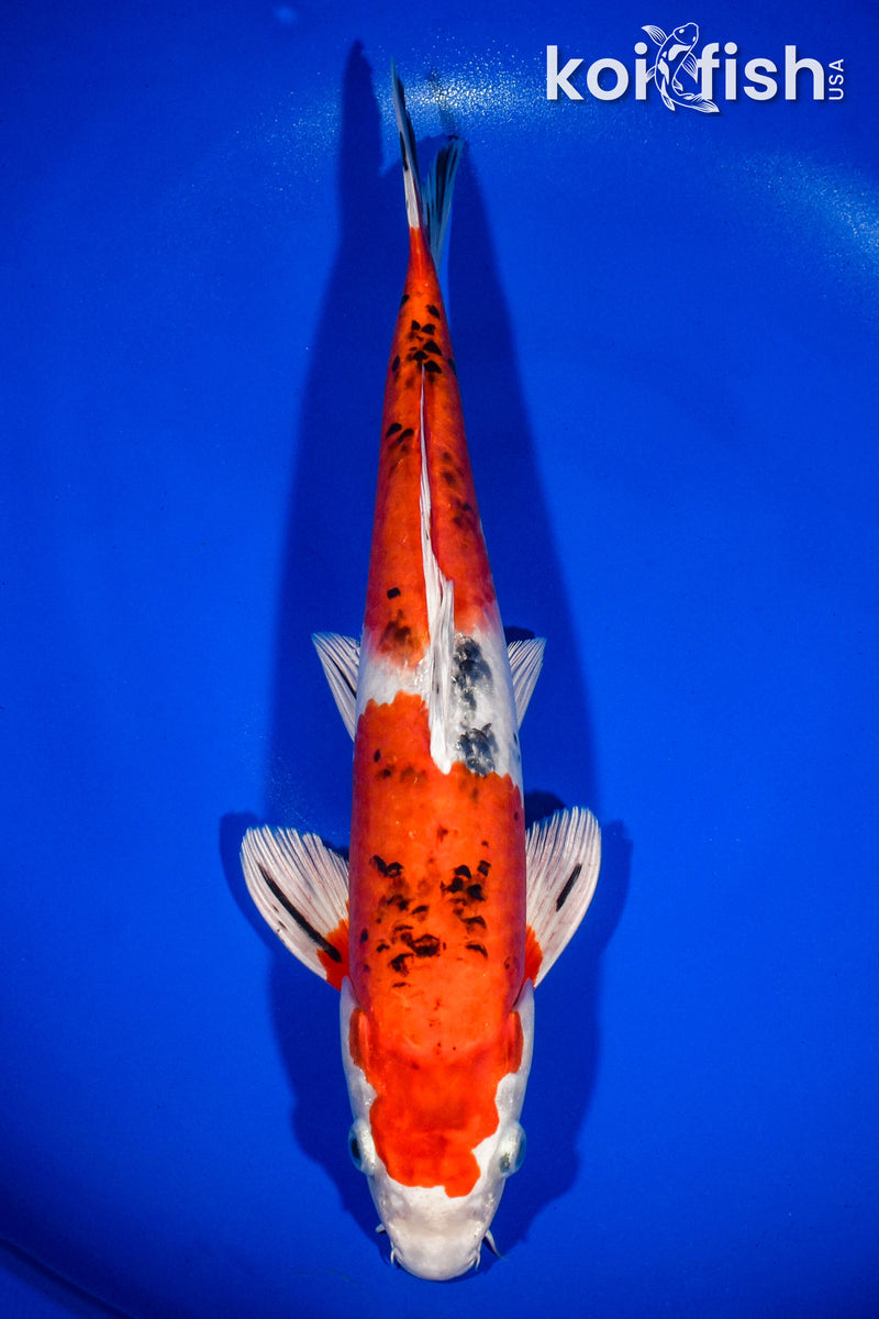 13.25" YAMATO NISHIKI