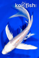 7.25" DOITSU HARIWAKE BUTTERFLY