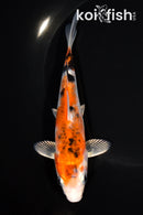 6.75" YAMATO NISHIKI