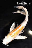 8.5" DOITSU HARIWAKE BUTTERFLY