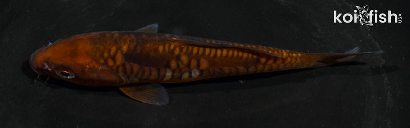 5.5" ARAGOKE CHAGOI