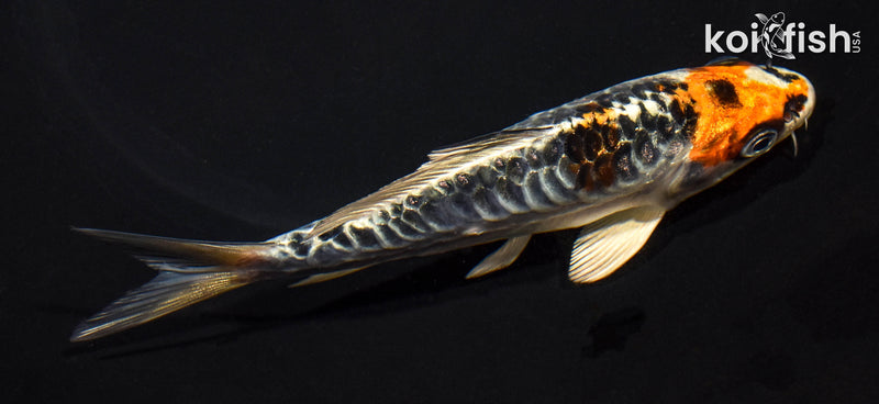 5.25" ARAGOKE KUJAKU