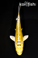 7.5" DOITSU KUJAKU