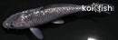 5.25" GINRIN SORAGOI