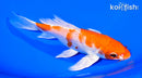 6.5" HARIWAKE BUTTERFLY