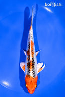 6.25" KUJAKU